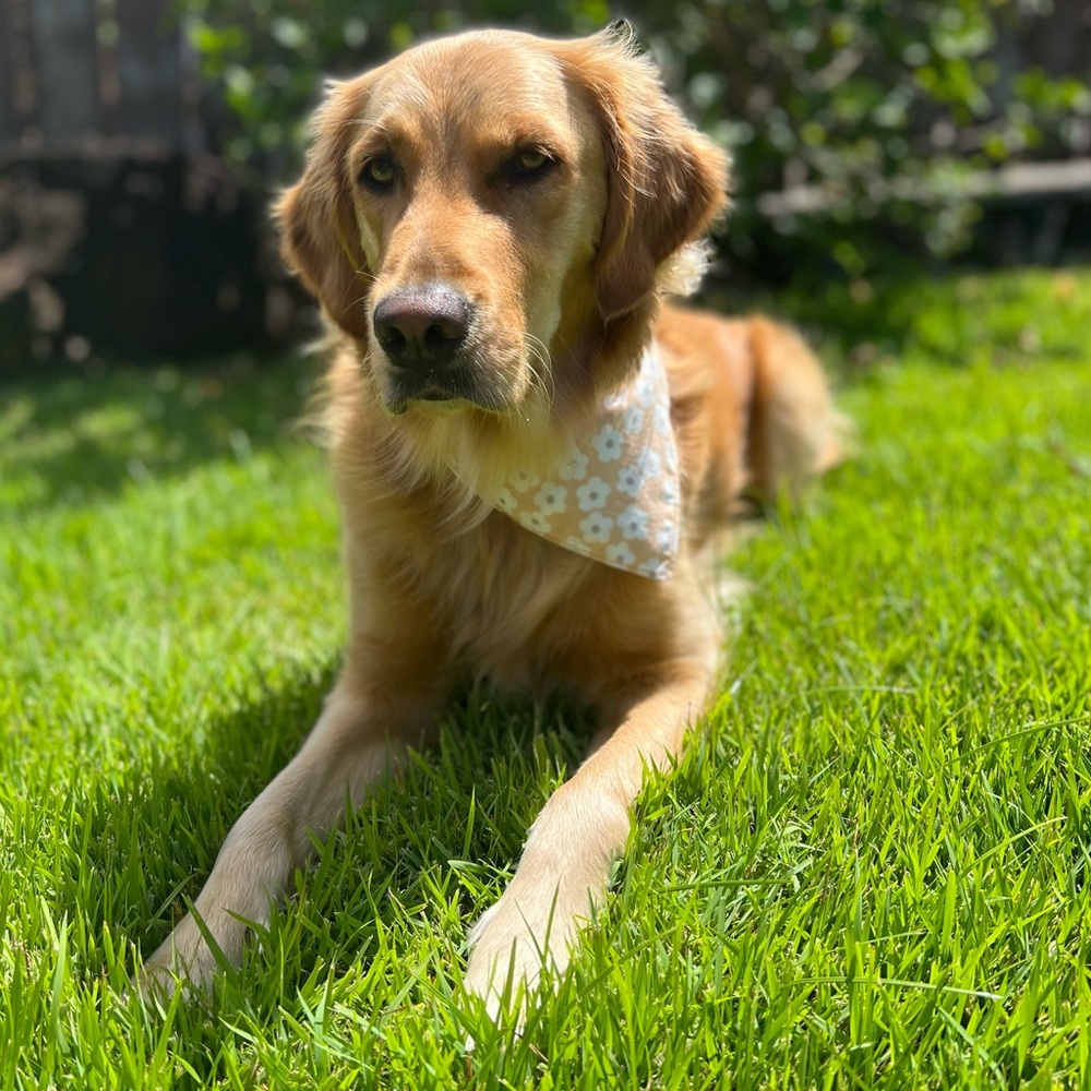 New, Dog Bandana in Daisy Print 100% Cotton Size Medium